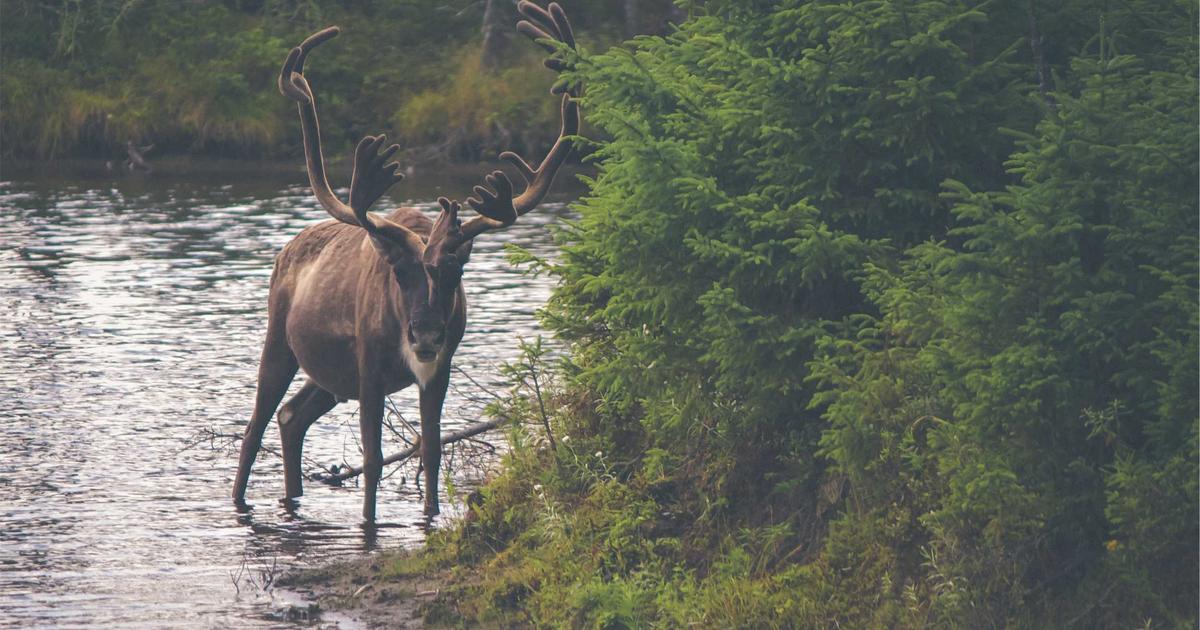 2026 철분제 추천 TOP 5 빈혈 증상별 비교
